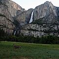 Odocoileus hemionus californicus and Yosemite Falls