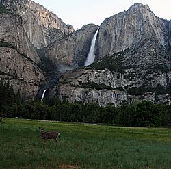 Archivo:Odocoileus hemionus californicus and Yosemite Falls