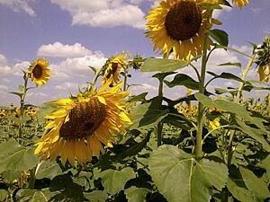 Archivo:PLANTA DE GIRASOL EN TUREN
