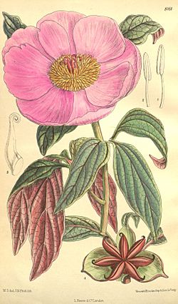 Paeonia cambessedesii Bot. Mag. 133. 8161. 1907.jpg