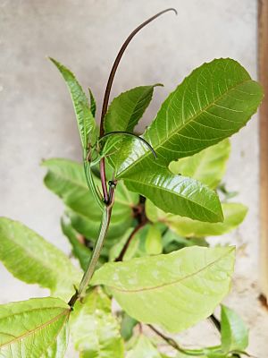 Archivo:Passiflora edulis en crecimiento