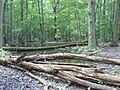 Pennyroyal Plain Flatwoods (montgomery co)