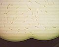 Provolone Dolce close