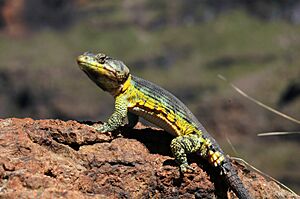 Archivo:Pseudocordylus melanotus subviridis 05