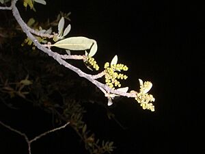 Archivo:Quercus-virginiana-20080326