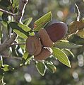 Quercus chrysolepis acorns Big Bear Lake
