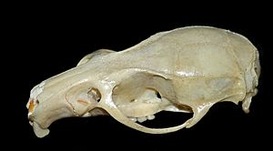 Archivo:Rattus norvegicus cranium