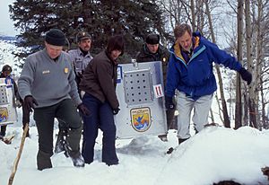 Archivo:Reintroduced wolves being carried to acclimation pens, Yellowstone National Park, January, 1995