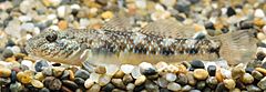 Rhinogobius giurinus (Shizuoka, Japan).jpg