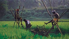 Archivo:Rice fields of Kuttanad