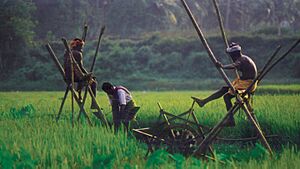Archivo:Rice fields of Kuttanad