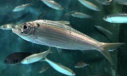 Sardinella zunasi Katsurahama Aquarium3.jpg