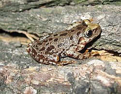 Scinax uruguayus03.jpg