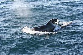 Archivo:Short-finned Pilot Whale 1