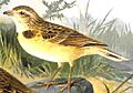 Shorttoedlark59