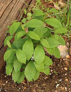 Archivo:Spicebush Lindera benzoin Young Bush 1835px