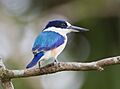 Todiramphus macleayii - Daintree Village