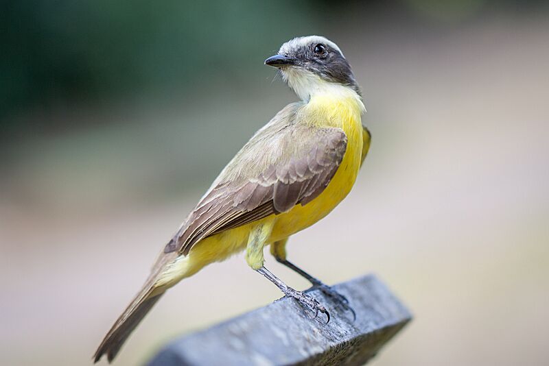 Tyrannus melancholicus in Costa Rica