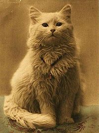 Archivo:Victorian persian cat