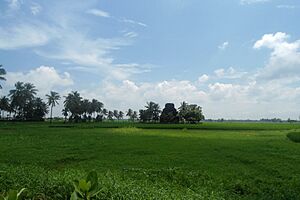 Archivo:View of Fields at Biccavolu