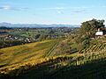 Vignoble de Monein