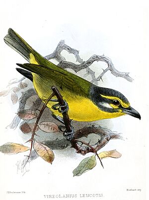 Archivo:VireolaniusLeucotisKeulemans