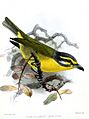 VireolaniusLeucotisKeulemans