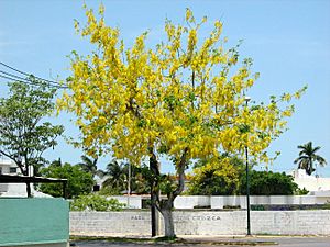 Archivo:Yellow tree