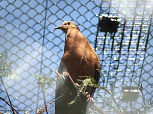 Archivo:Zenaida graysoni -Edinburgh Zoo-6a